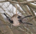 /album/my-local-birding-gallery/long-tailed-tits-on-coconut-feeder-jpg/
